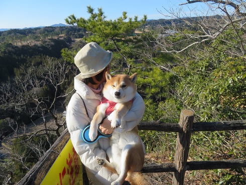 柴犬蓮君のお散歩・おさんぽ