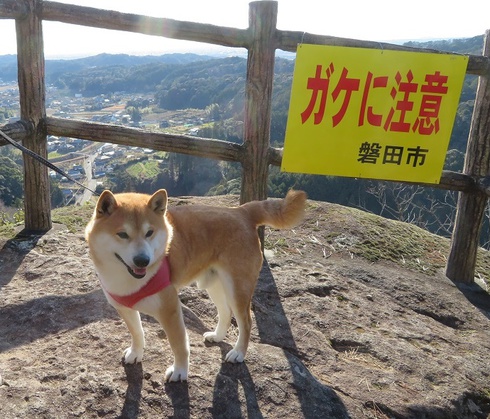 柴犬蓮君のお散歩・おさんぽ