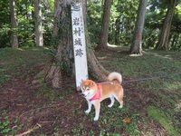 柴犬蓮君のお散歩・おさんぽ
