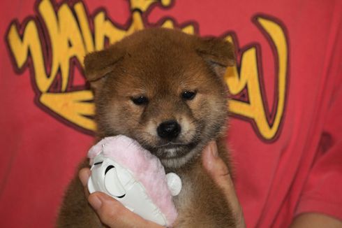 柴犬子犬の飼い主さん募集しています。