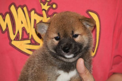 柴犬子犬の飼い主さん募集しています。