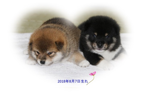 柴犬の飼い主さん募集