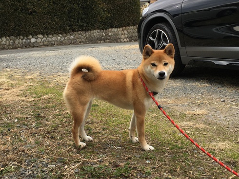まるちゃんが来ました