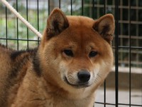 琴穂のお相手です。