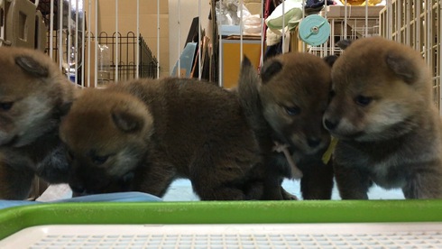 かわいい