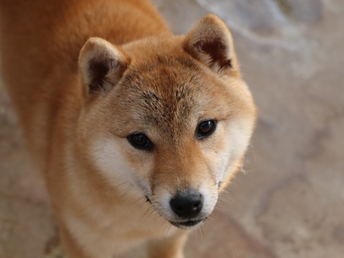 くれはです