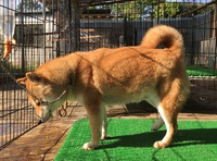 大きくなりました。