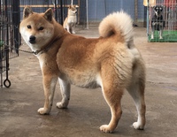 来週には出産かな