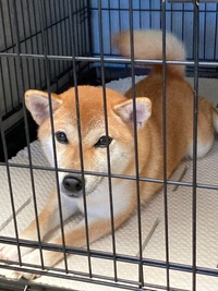 姫さん妊娠