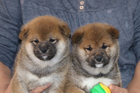 キキちゃんの子犬
