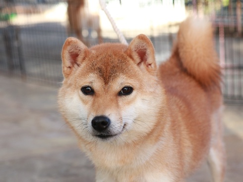 たまには家の犬