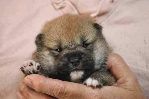 子犬紹介です。
