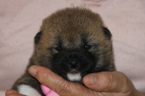 子犬紹介です。