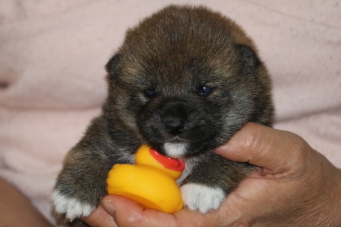 子犬紹介です。