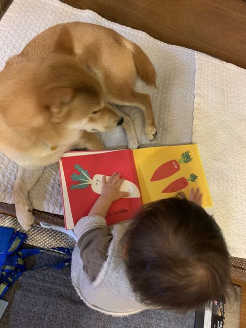 柴犬に絵本を読み聞かせる１歳児