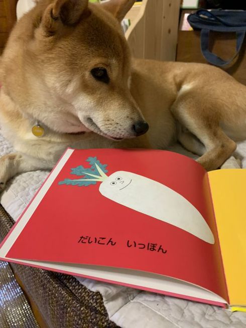 柴犬に絵本を読み聞かせる１歳児
