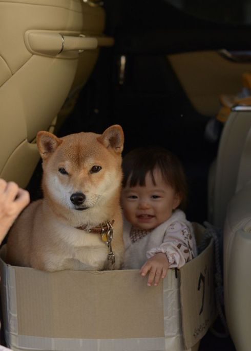 柴犬に絵本を読み聞かせる１歳児