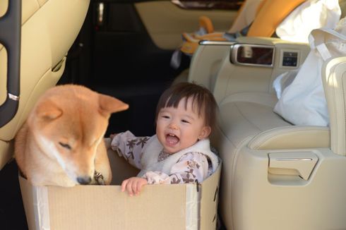 柴犬に絵本を読み聞かせる１歳児