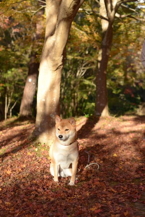 柴犬に絵本を読み聞かせる１歳児