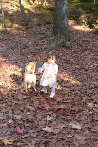 柴犬に絵本を読み聞かせる１歳児
