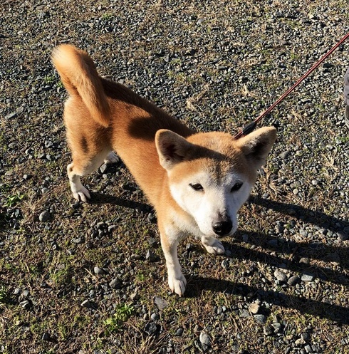 謹賀新年