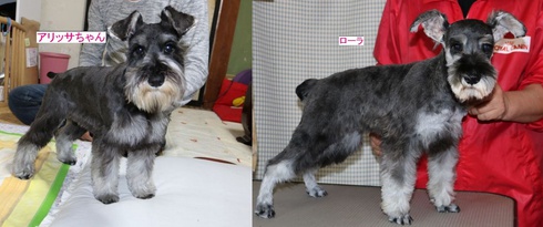 姉妹犬にてる？