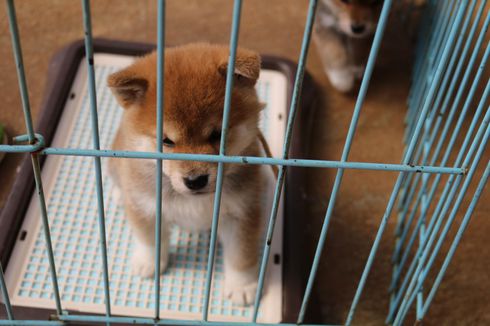 可愛い柴犬の子犬
