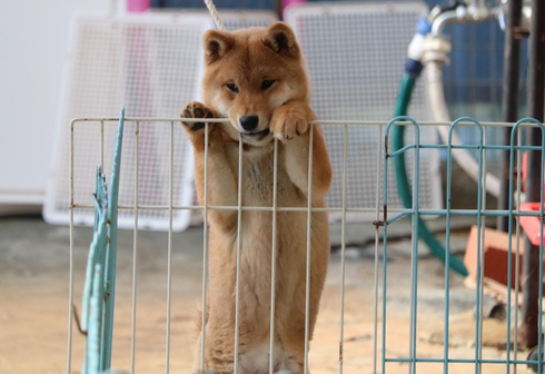 初めてのリード
