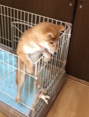 お登り犬