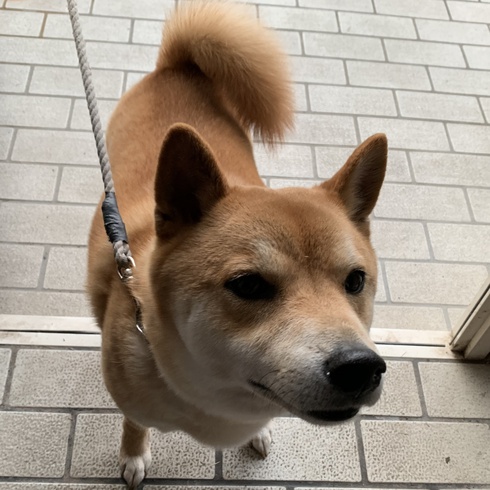 柴犬グリ君ぽっちゃりしたような？