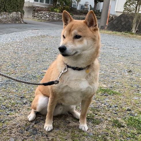 柴犬グリ君ぽっちゃりしたような？