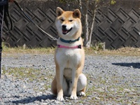 イケメンにの君元気です