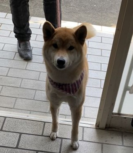 柴犬ららちゃんです。