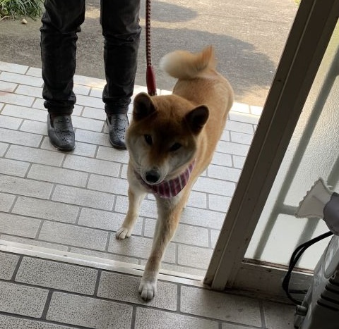 柴犬ららちゃんです。
