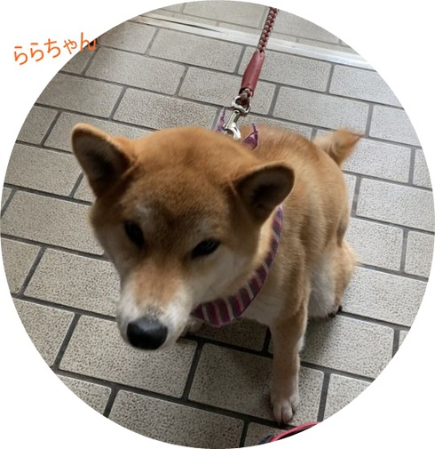 柴犬ららちゃんです。