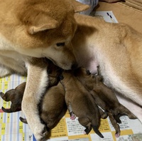 柴犬の子犬生れています。