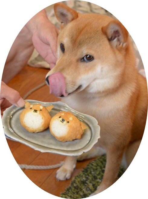 柴犬おいなりさん