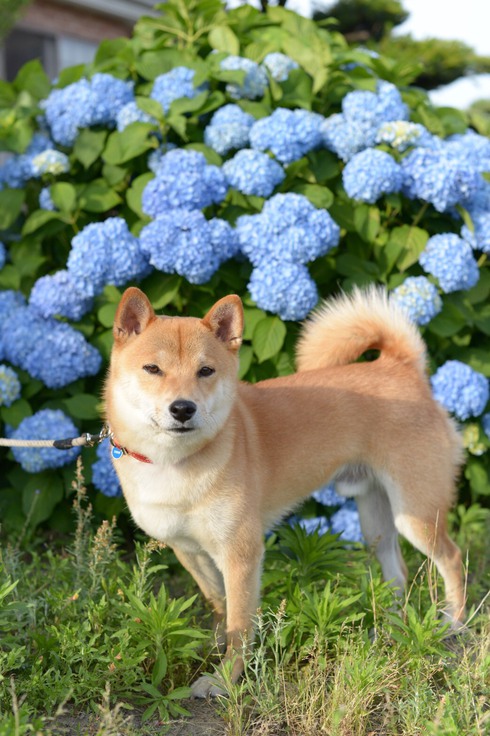 あじさいと柴犬