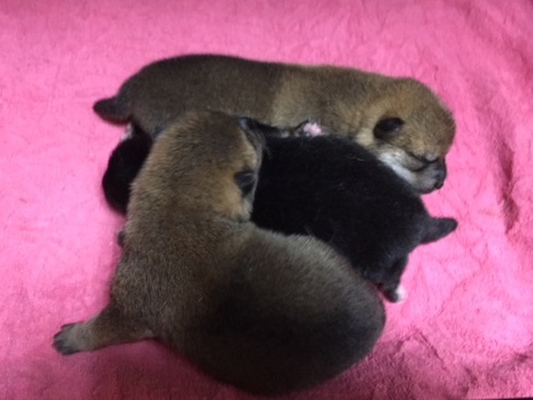 柴犬の子犬生まれています。