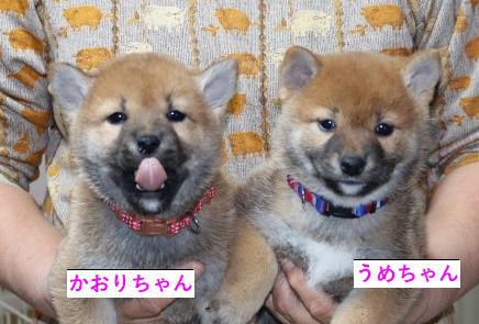 あたちは、早く耳立ったです。