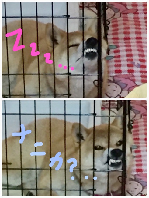 柴犬のこんなお顔も可愛いね。
