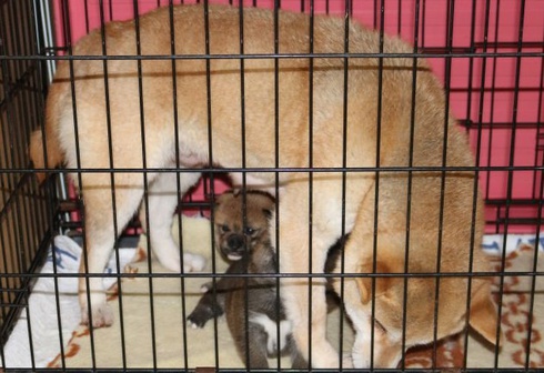 柴犬の親子
