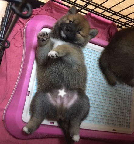 へそ天,可愛いのー。