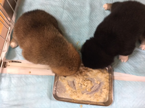 パクパクと食べています。