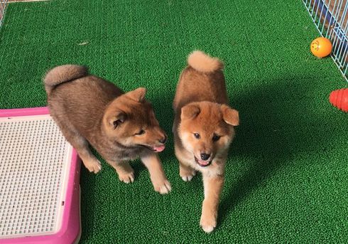 柴犬の子犬