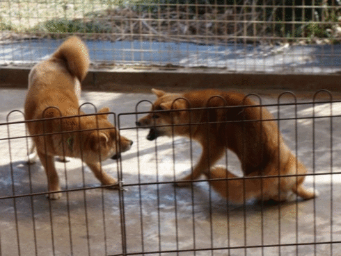 幼犬が遊んでいます。