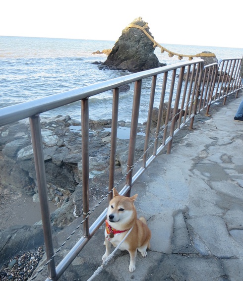 第二の犬生を楽しく過しているはるみちゃん
