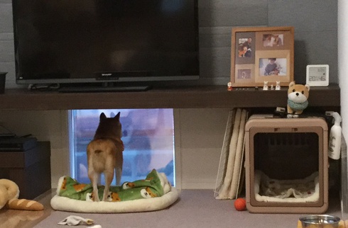 第二の犬生を楽しく過しているはるみちゃん