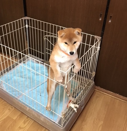 お登り犬
