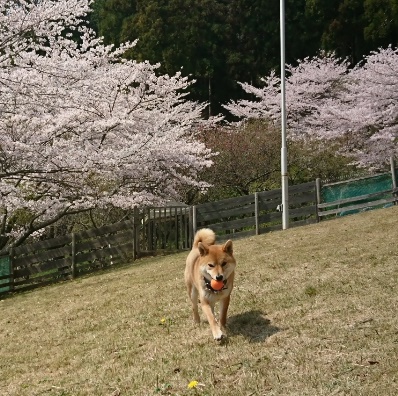 柴犬りく君と桜